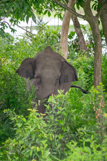 Indian elephant or Asian elephant hidden in vegetation in Kaziranga National Park in Assam in India