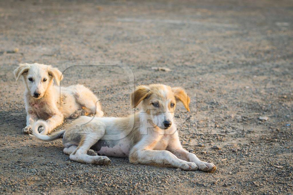 Small cute stray street puppies on the road in an urban city