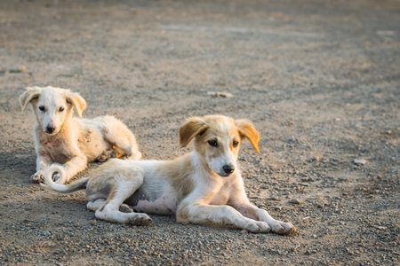 Small cute stray street puppies on the road in an urban city