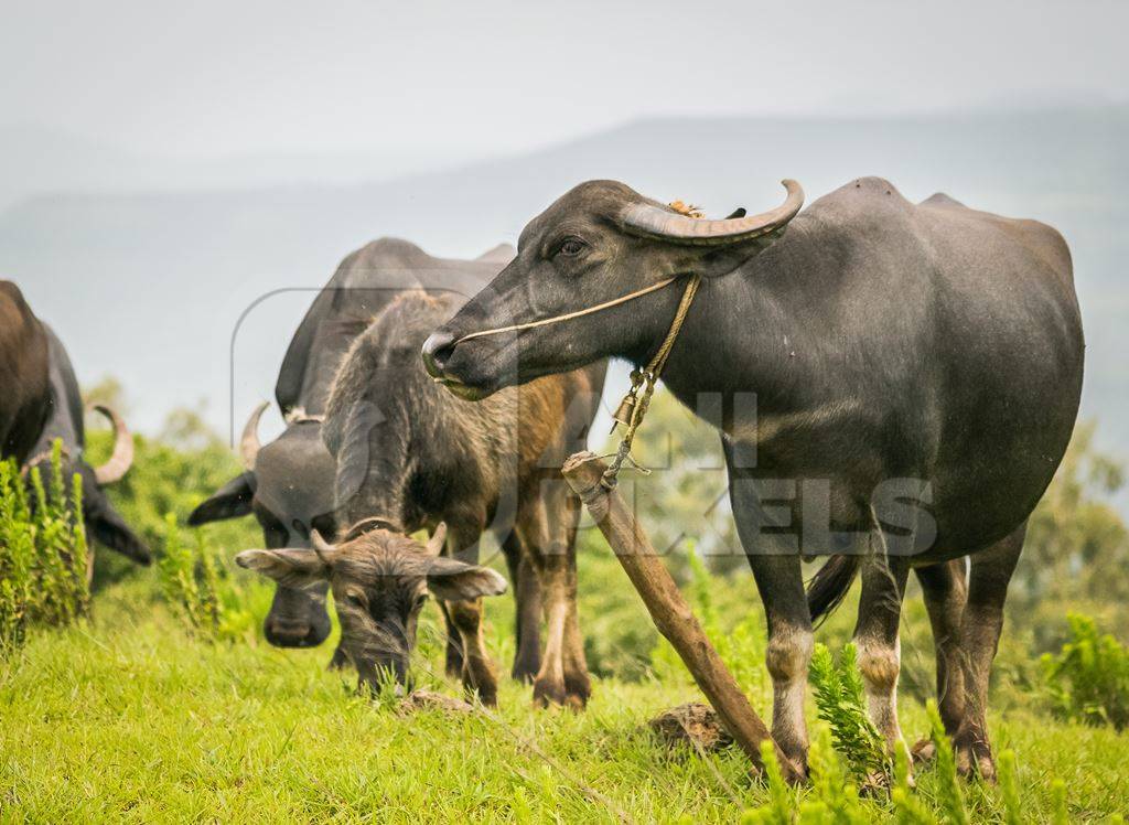 Heard of farmed buffaloes in a field in the countryside