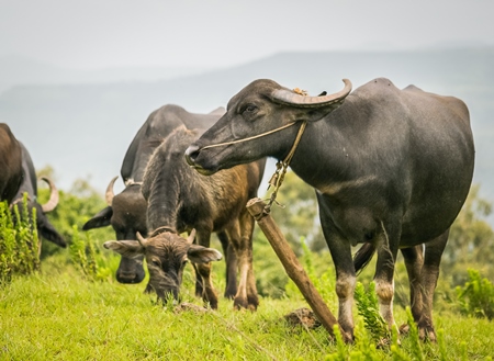 Heard of farmed buffaloes in a field in the countryside