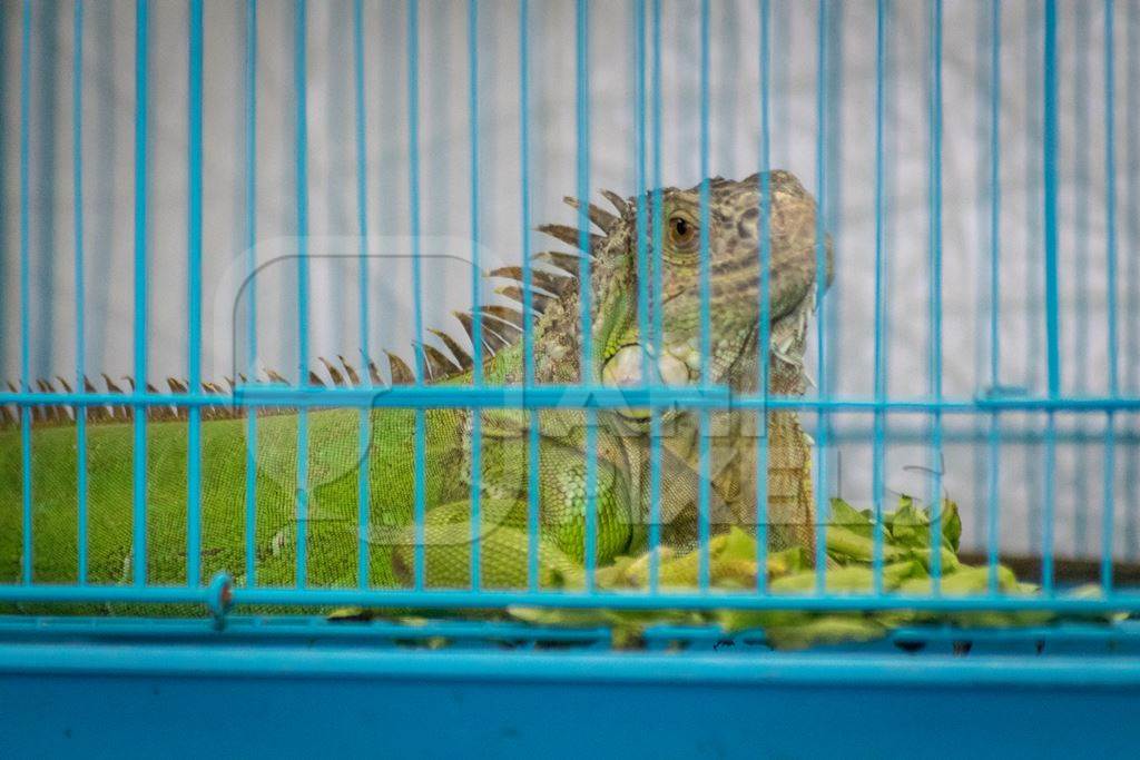 Iguana in cage on sale as pets at Crawford pet market in Mumbai