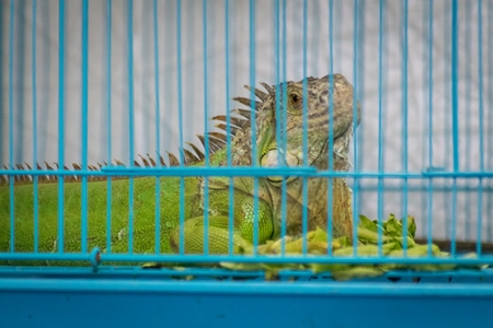 Iguana in cage on sale as pets at Crawford pet market in Mumbai