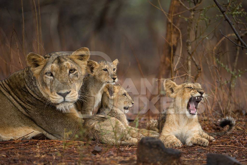 Family of asiatic wild lions