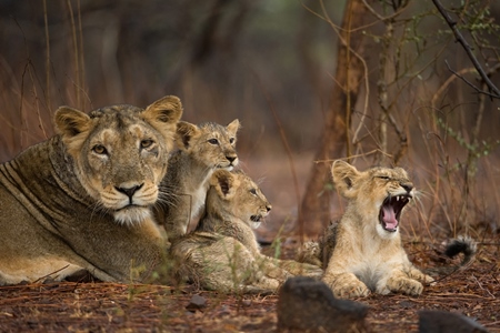 Family of asiatic wild lions