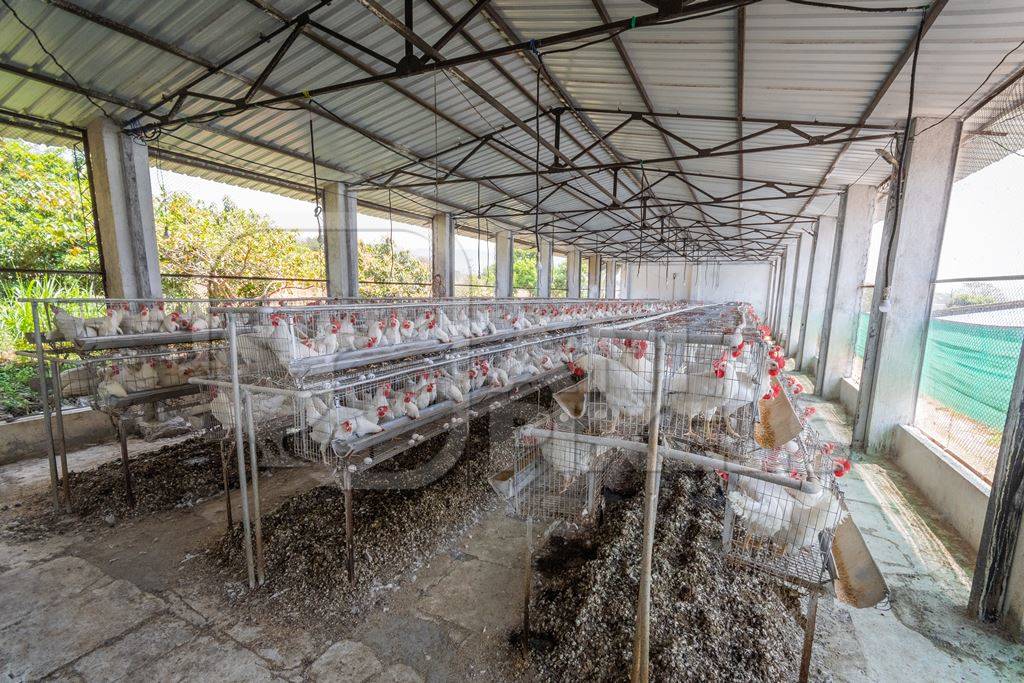 Overview of hundreds of layer hens or chickens in battery cages on a poultry layer farm or egg farm in rural Maharashtra, India, 2021