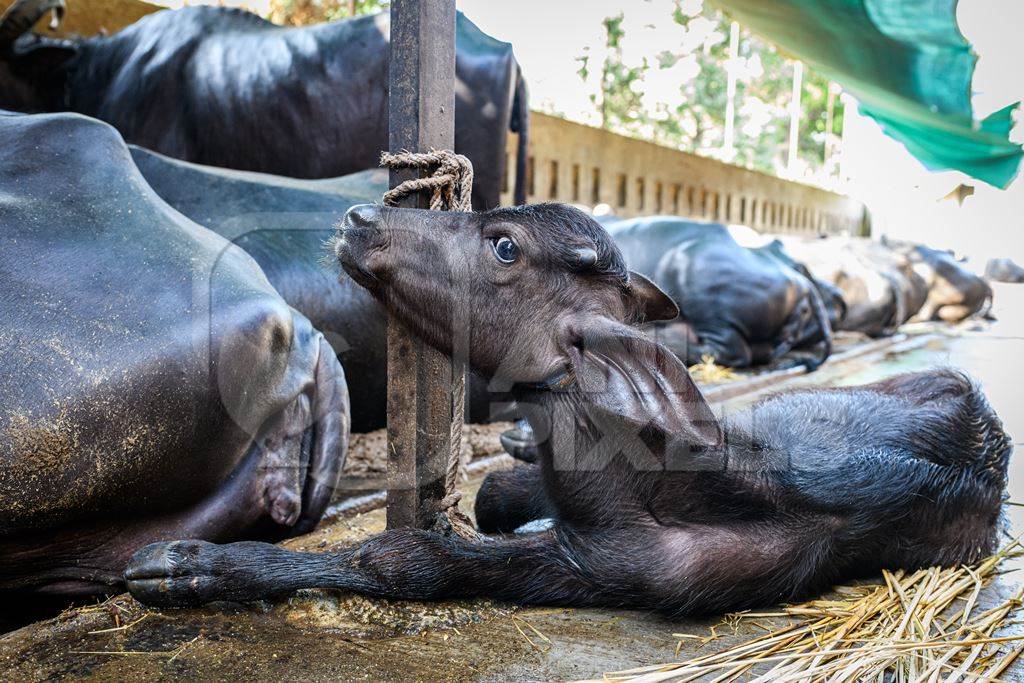 Indian buffaloes tied up in a line in a concrete shed on an urban dairy farm or tabela, Aarey milk colony, Mumbai, India, 2023