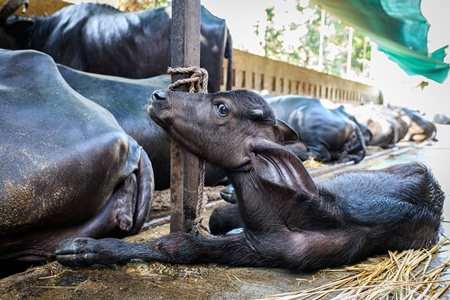 Indian buffaloes tied up in a line in a concrete shed on an urban dairy farm or tabela, Aarey milk colony, Mumbai, India, 2023