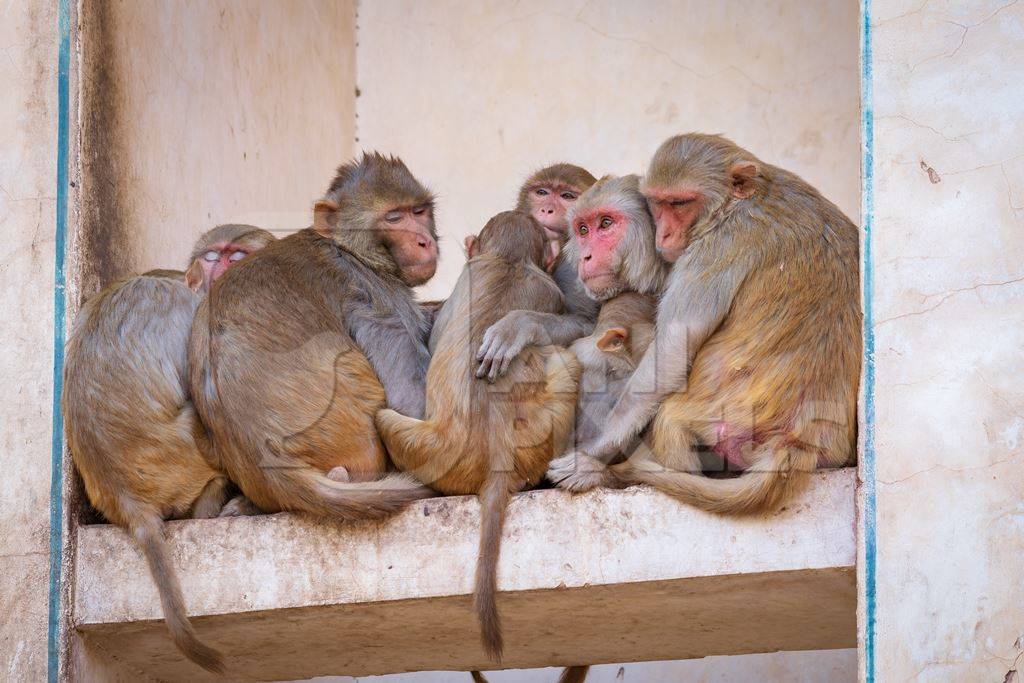 Group of Indian macaque monkeys at Galta Ji monkey temple near Jaipur in Rajasthan in India