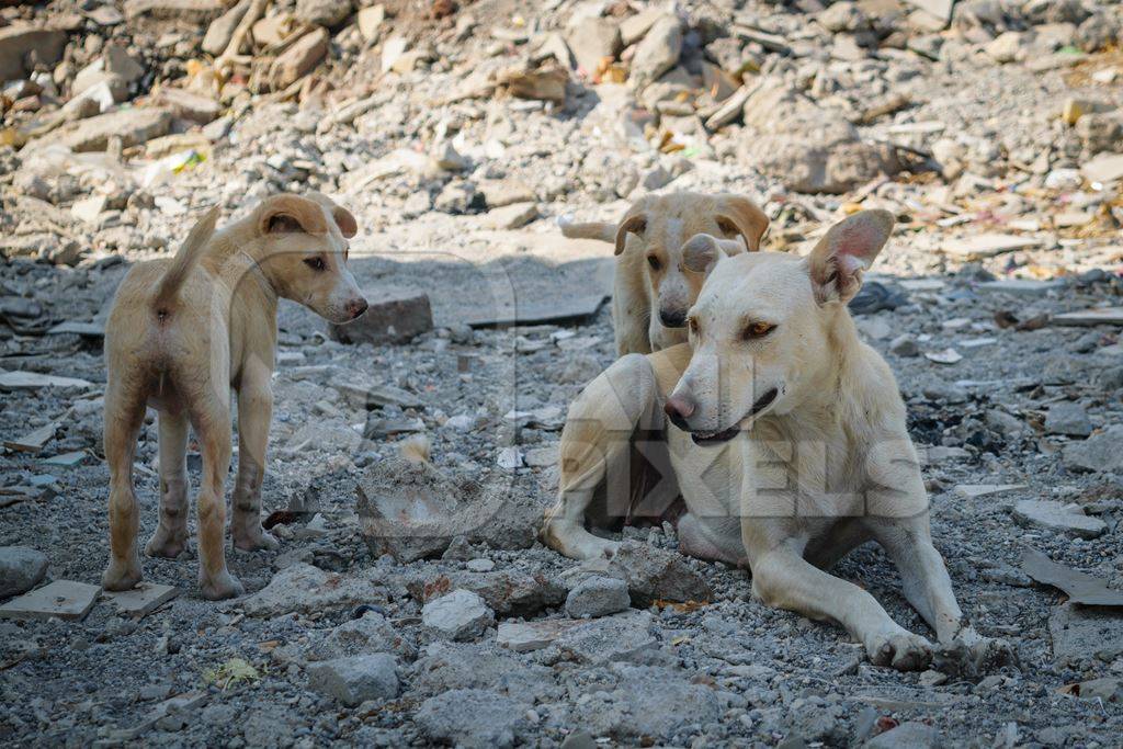 Mother street dog with puppies in a slum area in an urban city