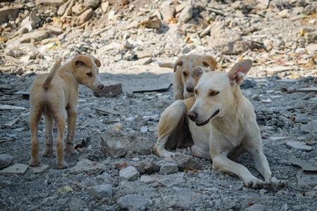 Mother street dog with puppies in a slum area in an urban city