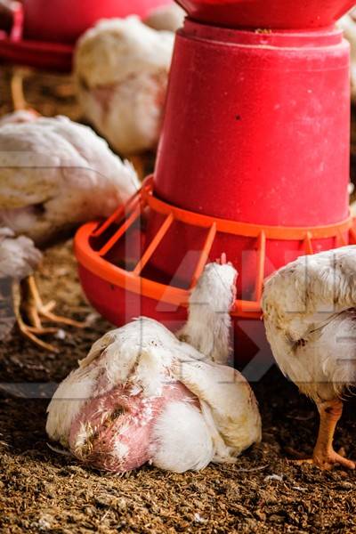 White broiler chickens raised for meat on a large poultry broiler farm in Maharashtra in India