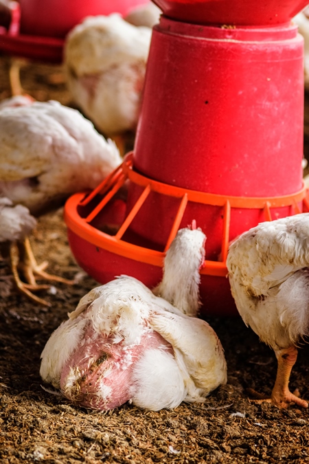 White broiler chickens raised for meat on a large poultry broiler farm in Maharashtra in India