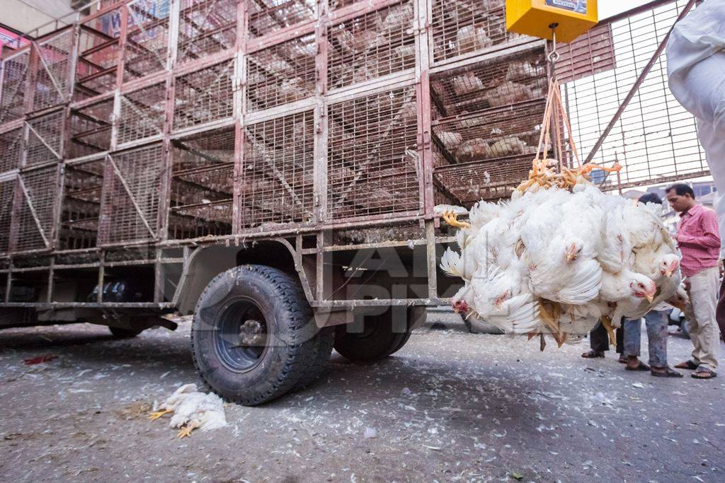 Broiler chickens hanging upside down being unloaded from transport trucks near Crawford meat market in Mumbai