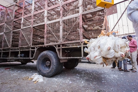 Broiler chickens hanging upside down being unloaded from transport trucks near Crawford meat market in Mumbai