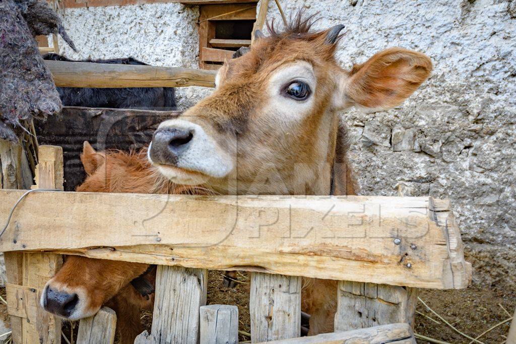 Orange Indian cow with horns in a wooden pen on a rural dairy farm in Ladakh in the HImalaya mountains in India