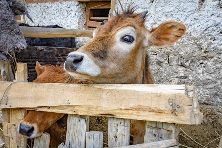 Orange Indian cow with horns in a wooden pen on a rural dairy farm in Ladakh in the HImalaya mountains in India