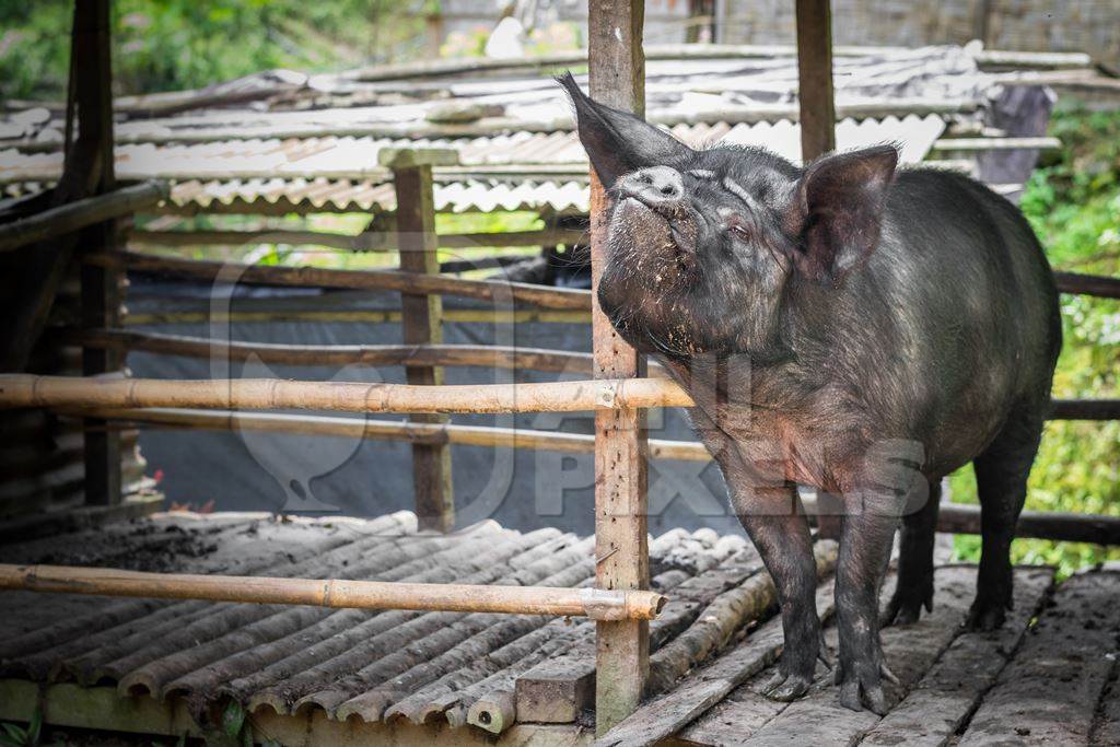 Pig in wooden pig pen on farm in rural Nagaland