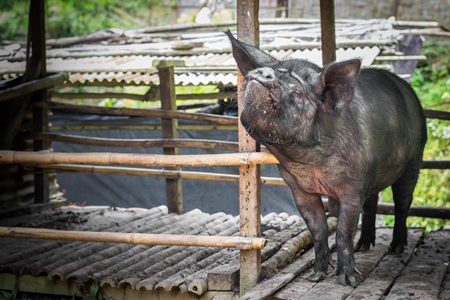 Pig in wooden pig pen on farm in rural Nagaland