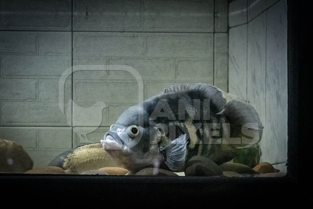 Pink fish kept in barren aquarium tank at Dolphin aquarium mini zoo in Mumbai, India, 2019