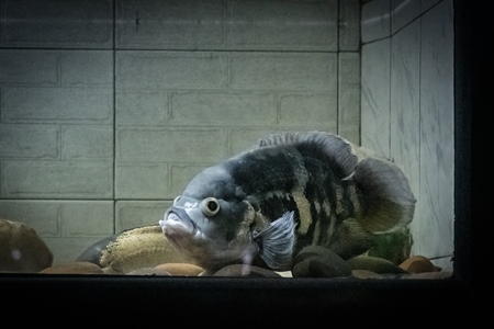 Pink fish kept in barren aquarium tank at Dolphin aquarium mini zoo in Mumbai, India, 2019