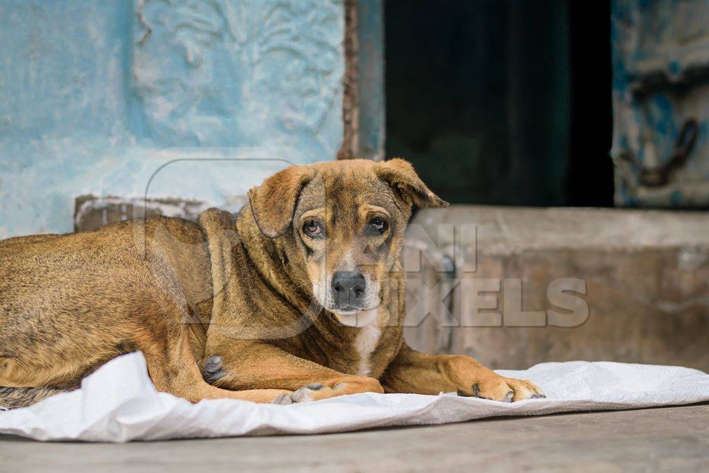 Stray street dog lying on road with blue wall background in urban city of Jodhpur