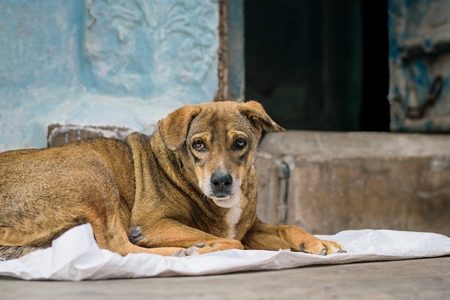 Stray street dog lying on road with blue wall background in urban city of Jodhpur