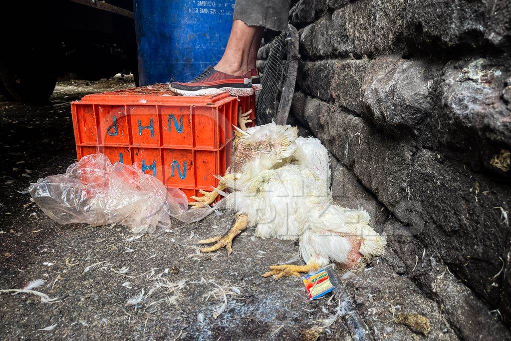 A pile of dead Indian broiler chickens outside Shivaji meat market, Pune, India, 2024