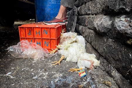 A pile of dead Indian broiler chickens outside Shivaji meat market, Pune, India, 2024