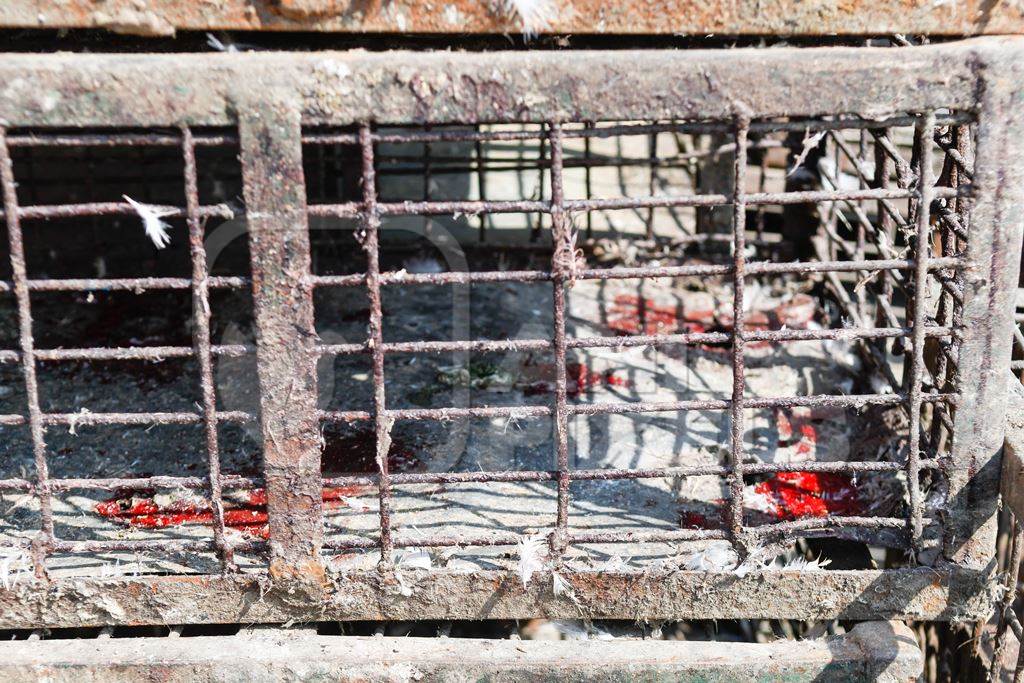 Empty chicken cage or crate with blood stains at Ghazipur murga mandi, Ghazipur, Delhi, India, 2022
