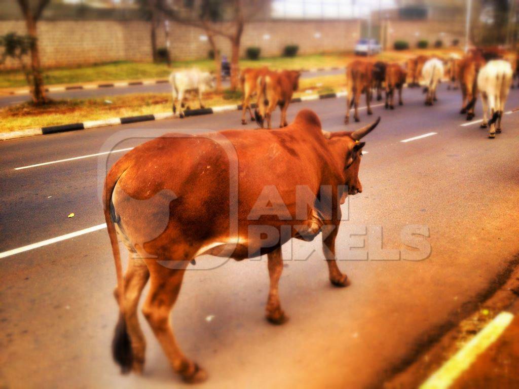 Large orange bull in street in sunlight