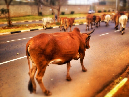 Large orange bull in street in sunlight