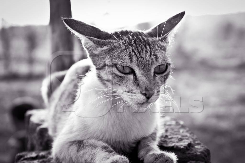 Street cat with ears back in black and white