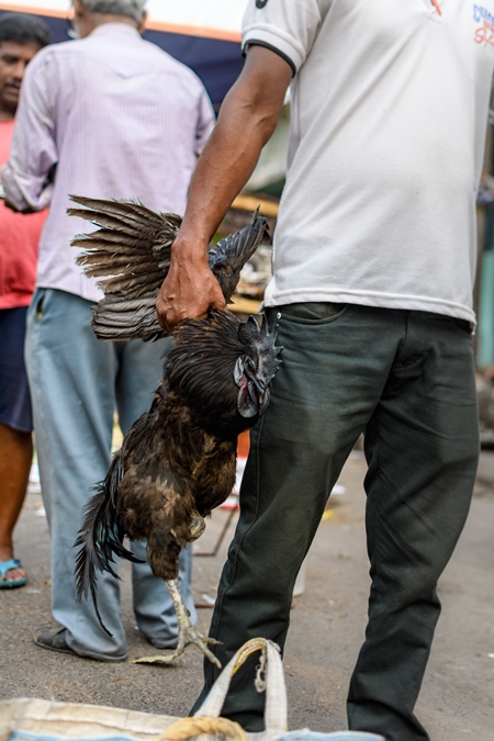 Black kadaknath chicken or rooster held up by the wings at Galiff Street pet market, Kolkata, India, 2022