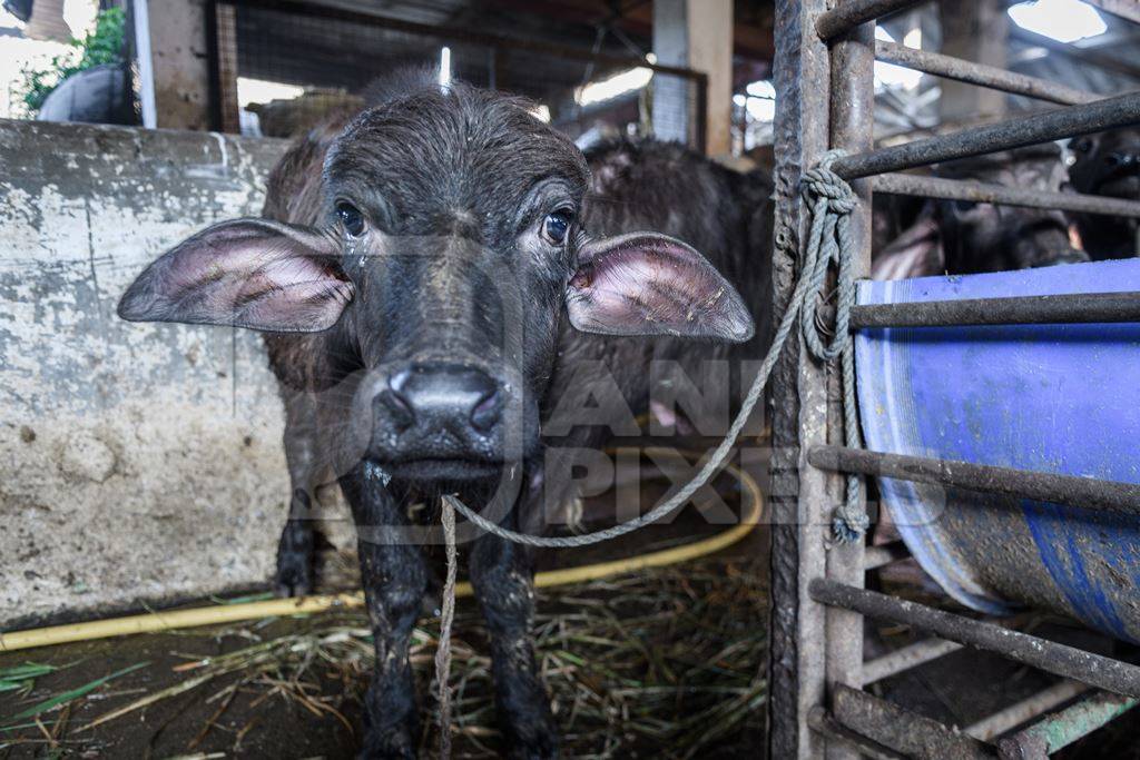 Farmed Indian buffalo calf tied up inside a large concrete shed on an urban dairy farm or tabela, Aarey milk colony, Mumbai, India, 2023