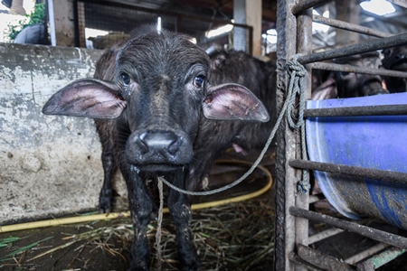 Farmed Indian buffalo calf tied up inside a large concrete shed on an urban dairy farm or tabela, Aarey milk colony, Mumbai, India, 2023