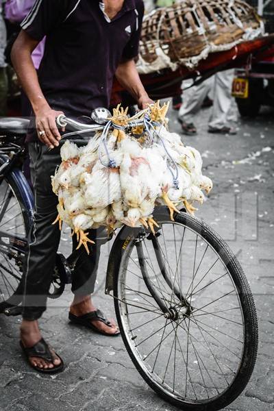 Broiler chickens raised for meat being carried upside down on a bicycle near Crawford meat market