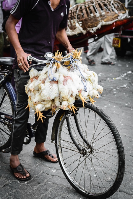 Broiler chickens raised for meat being carried upside down on a bicycle near Crawford meat market