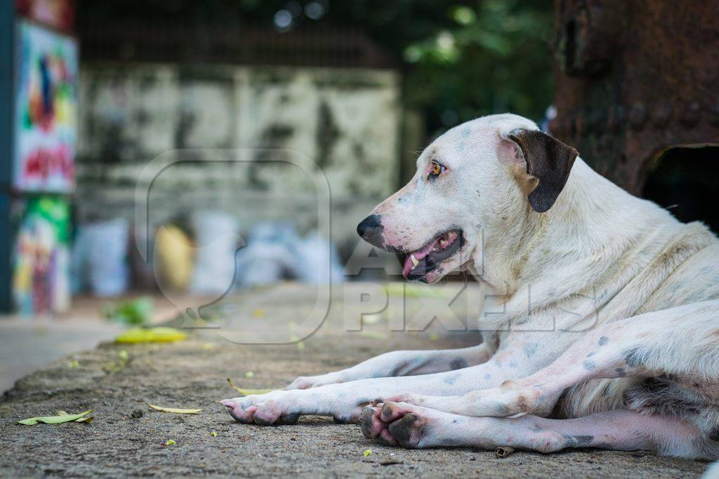 White stray street dog lying on street