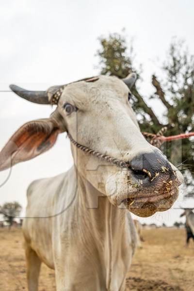 Indian bullock or bull with nose rope in a field at Nagaur Cattle Fair, Rajasthan, India, 2017