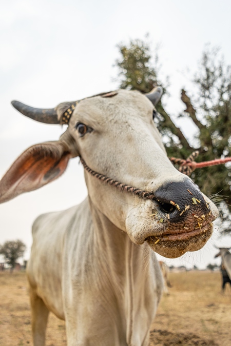 Indian bullock or bull with nose rope in a field at Nagaur Cattle Fair, Rajasthan, India, 2017