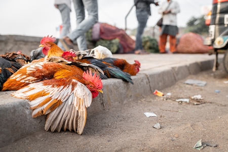 Indian chickens tied together on the pavement for sale at Wagholi bird market, Pune, Maharashtra, India, 2024