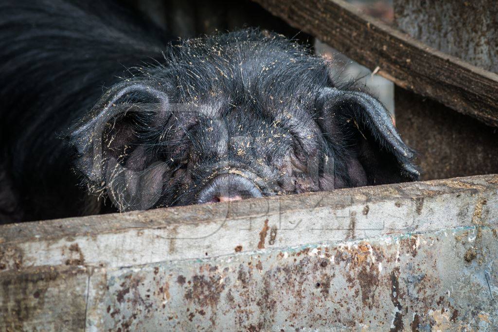 Farmed pig in a wooden pig pen in Nagaland in Northeast India