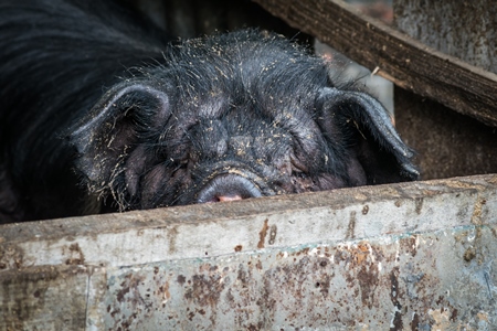 Farmed pig in a wooden pig pen in Nagaland in Northeast India