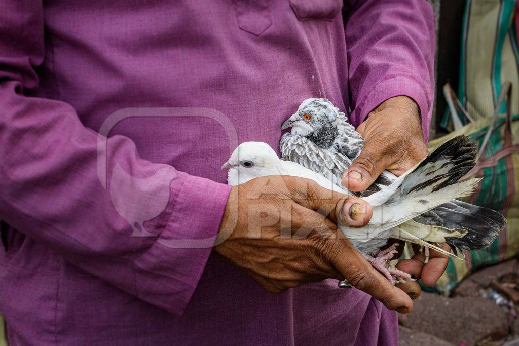 Fancy pet pigeons or doves being handled at Galiff Street pet market, Kolkata, India, 2022