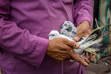 Fancy pet pigeons or doves being handled at Galiff Street pet market, Kolkata, India, 2022