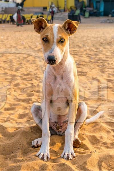 Stray street dog lying on beach in Goa