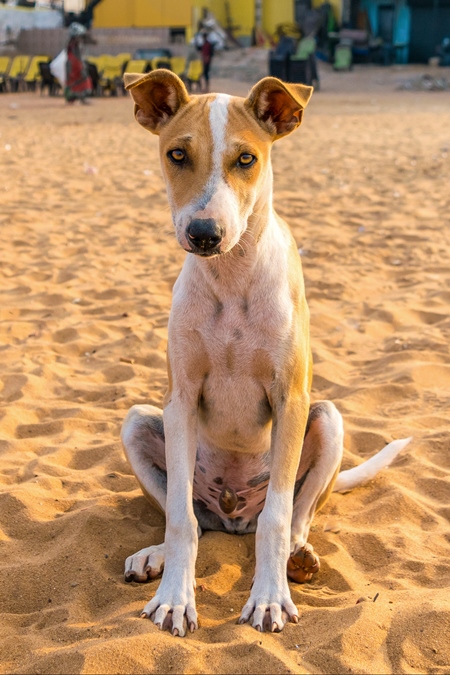 Stray street dog lying on beach in Goa