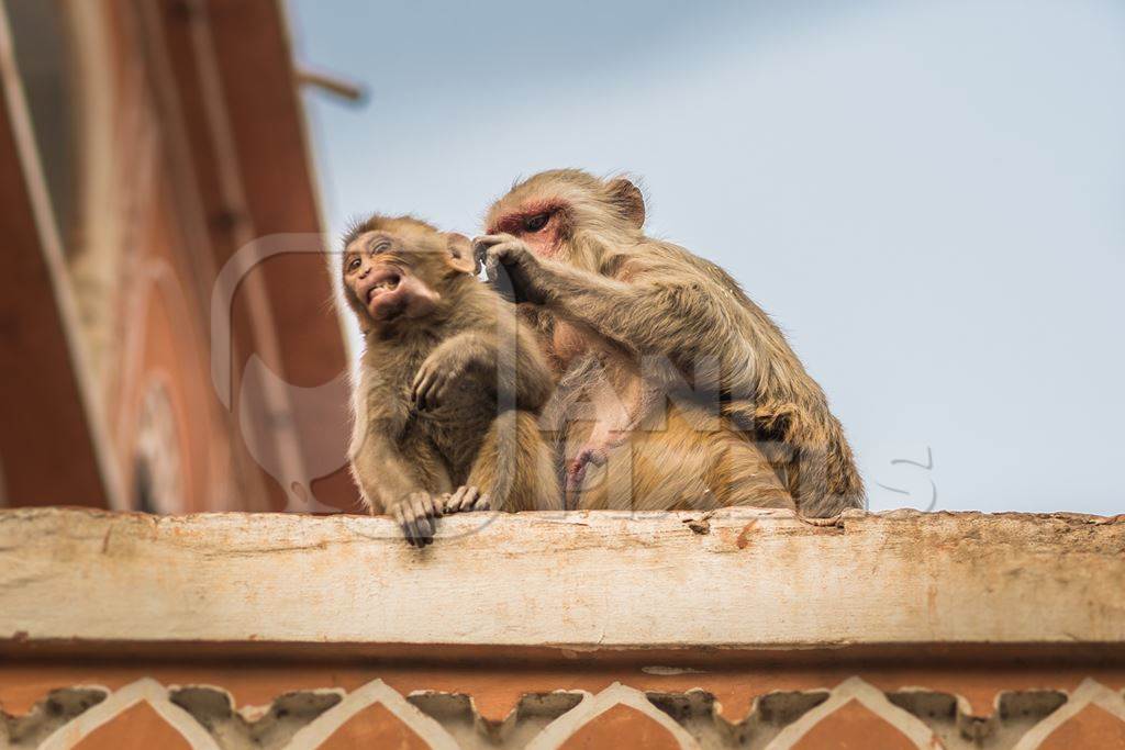 Indian macaque monkey mother grooming baby in the urban city of Jaipur, Rajasthan, India, 2022