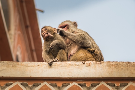 Indian macaque monkey mother grooming baby in the urban city of Jaipur, Rajasthan, India, 2022